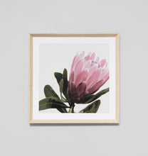 Load image into Gallery viewer, Evening Protea